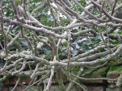 fig-branches.jpg
