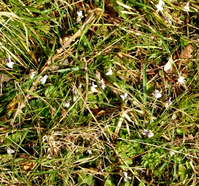 whiteviolets.jpg
