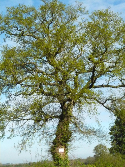 oaktree.jpg