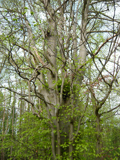 beech.jpg