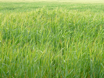 green-barley.jpg