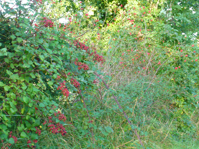 red-berries-with-unripe-blackberries.jpg