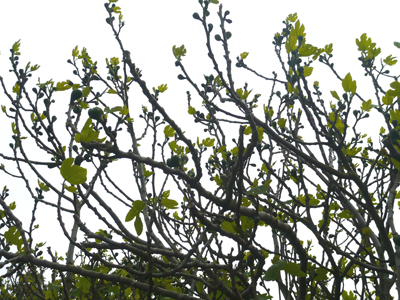 fig-trees.jpg