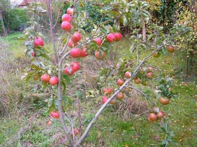 apple-tree.jpg