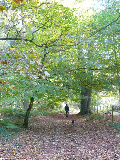 beeches-with-p-t.jpg