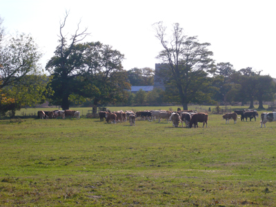 cattle-in-park.jpg