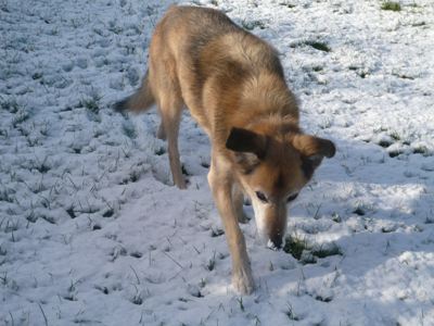 0-sal-with-snow-on-his-nose.jpg