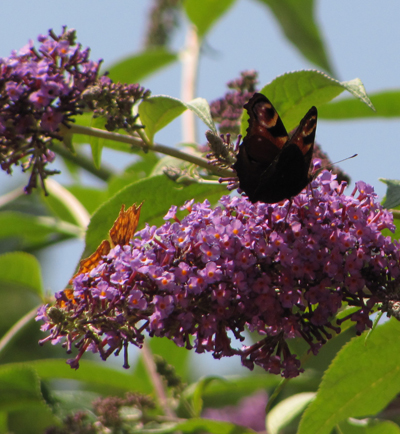 1 comma and peacock