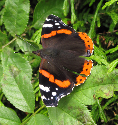 1 damaged red admiral