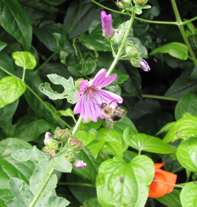 1 mallow with bee