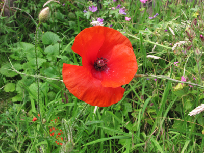 1 poppy