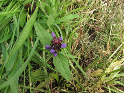 1 self heal