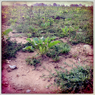 beet field