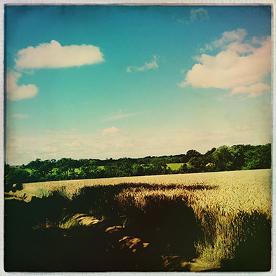 wheat field view