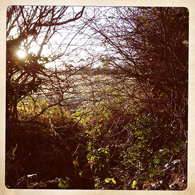 hedge view
