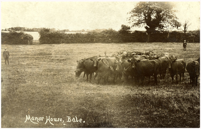 cattle-on-the-meadow.jpg