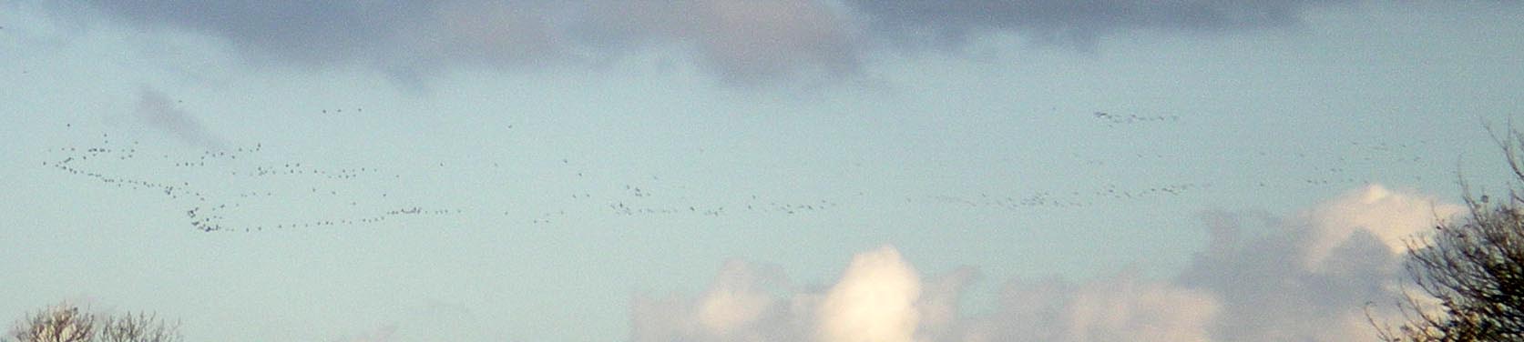 geese-flying.jpg