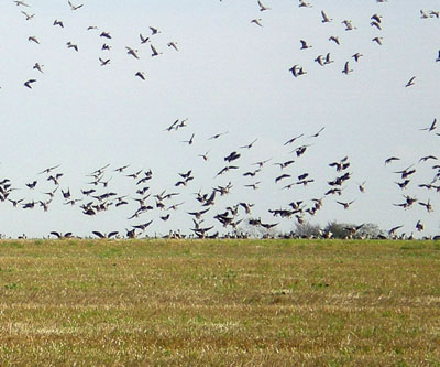 geese-landing.jpg