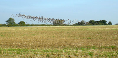 geese-taking-off2.jpg
