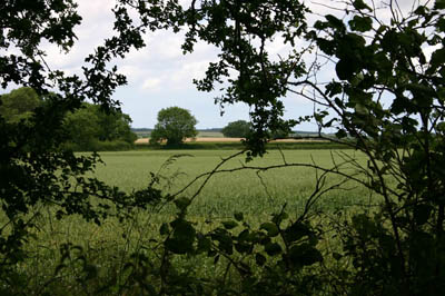hedge-view.jpg