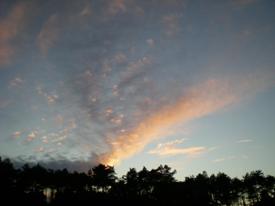 evening-sky-and-pines.jpg