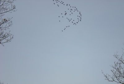 geese-above.jpg