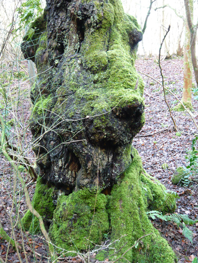 mossy-tree.jpg