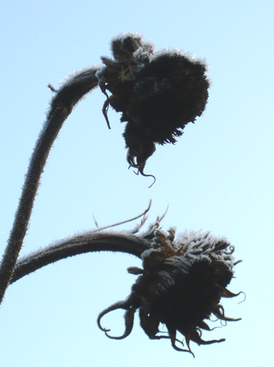sunflower-heads-in-frost.jpg