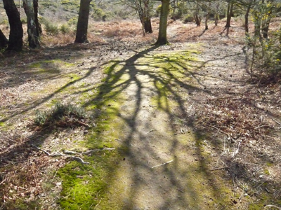 tree-shadow.jpg