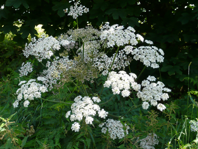 hogweed.jpg