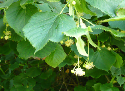 lime-flower.jpg