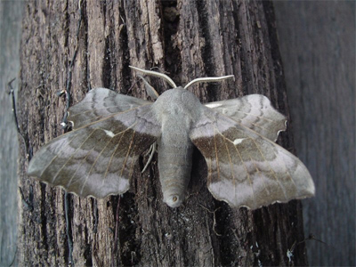 poplar-hawkmoth-smaller.jpg