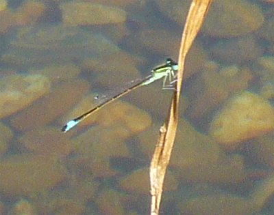 damsel-fly-closeup.jpg