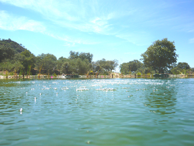 swimmers-view.jpg