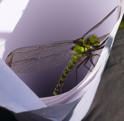 dragonfly-close-up.jpg