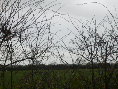 a-view-of-geese-through-the-hedge.jpg