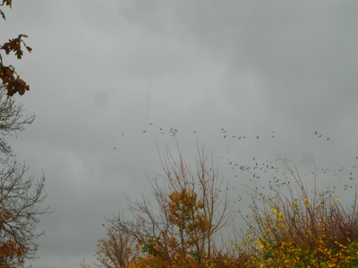 another-view-of-geese.jpg