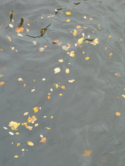 leaves-in-the-canal-swirl.jpg