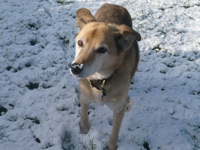0-sal-with-snow-on-his-nose2.jpg