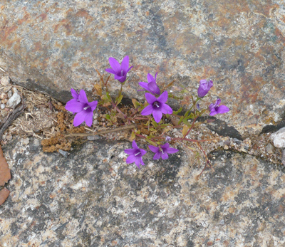 camino-little-purple-rock-flower.jpg