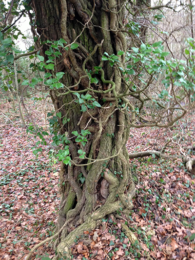 a ivy tree