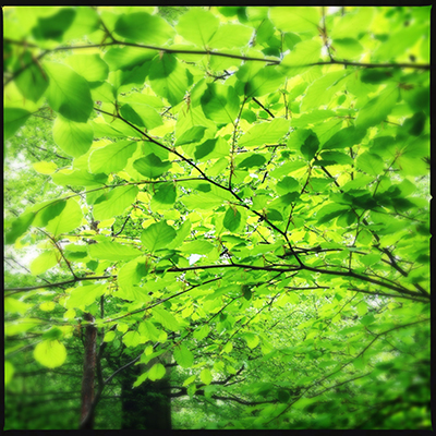 green beech leaves