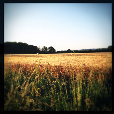 morning barley
