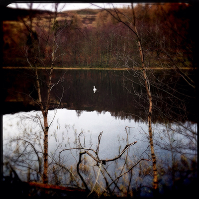 Loch Ord Dunkeld swan